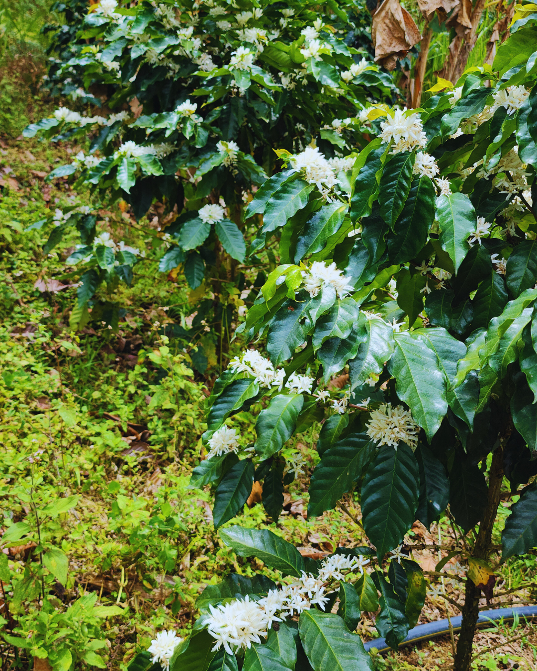 Café en flor 2